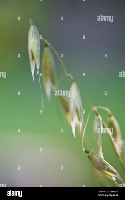 Close Up Of Wild Oat Avena Fatua Stock Photo Alamy