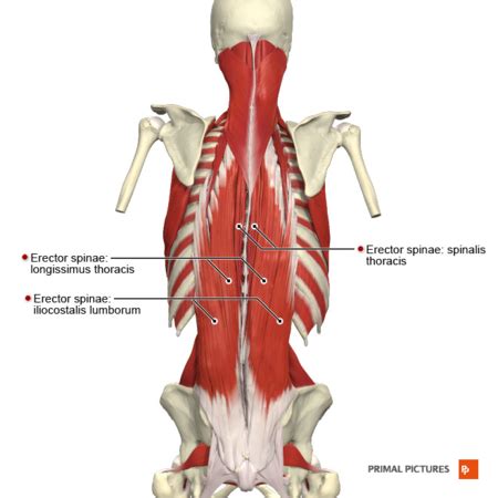 Aponeurosis - Physiopedia