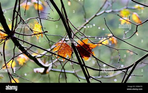 Feuilles sous la pluie Banque de photographies et dimages à haute