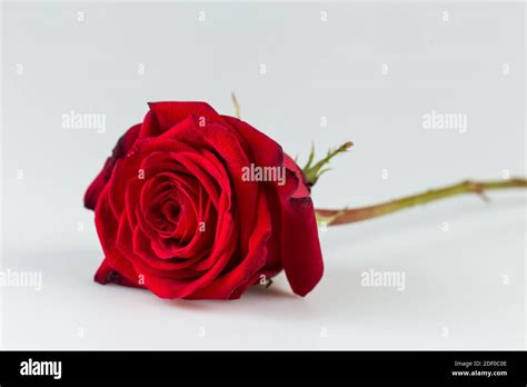 Beautiful Red Rose Lying Down In White Background Stock Photo Alamy