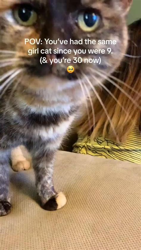 Cat Catlover Catsofinstagram Catsoftiktok Catvideos Catvideos Catlovers Fyp Foryoupage