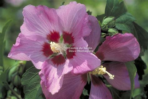 Rose Of Sharon Aphrodite Hibiscus Syriacus 1b6