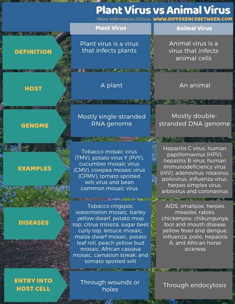 Difference Between Plant Virus and Animal Virus | Compare the Difference Between Similar Terms