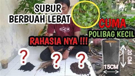 Membuat Tanah Subur Untuk Tanaman Cabai Lombok Tomat Dalam Polibag