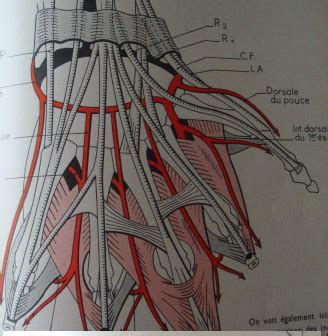 Vascularisation Du Membre Thoracique Cartes Quizlet