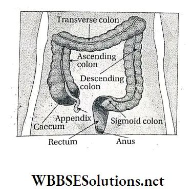 Wbbse Solutions For Class Life Science And Environment Chapter