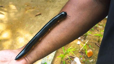 Holding The World S Largest Millipede Youtube