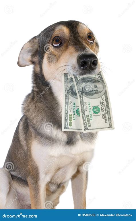 Dog With Money Stock Photo Image Of Dogs Finance Bring 3589658