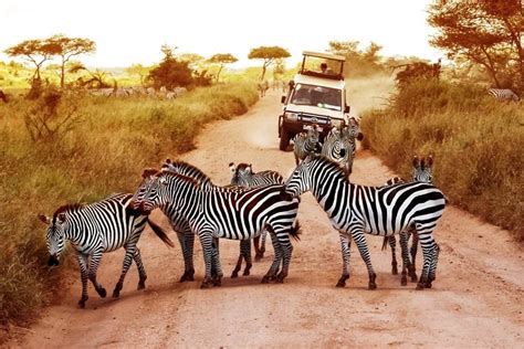 Top 5 mooiste plekken voor een safari in Afrika