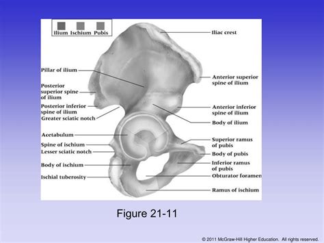 Ppt Chapter The Thigh Hip Groin And Pelvis Powerpoint