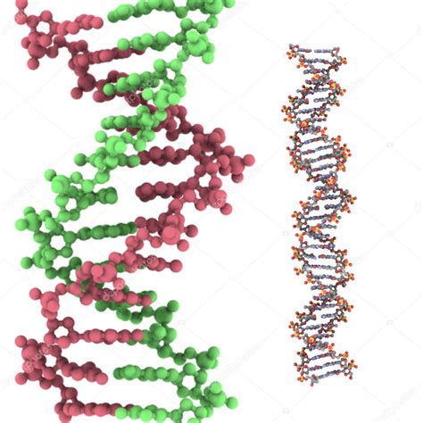 DNA double helix model — Stock Photo © ibreakstock #10824651