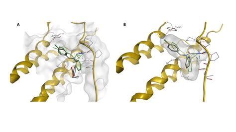 A Superposition Of The Predicted Binding Mode Of Compound C Grey