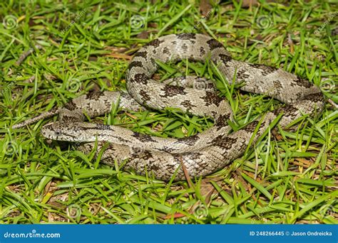 Gray Ratsnake Pantherophis Spiloides Stock Image Image Of