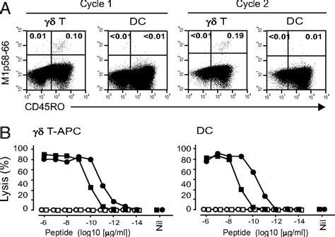 Cross Presenting Human T Cells Induce Robust Cd T Cell