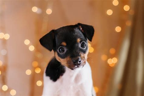 Toy Fox Terrier Puppies