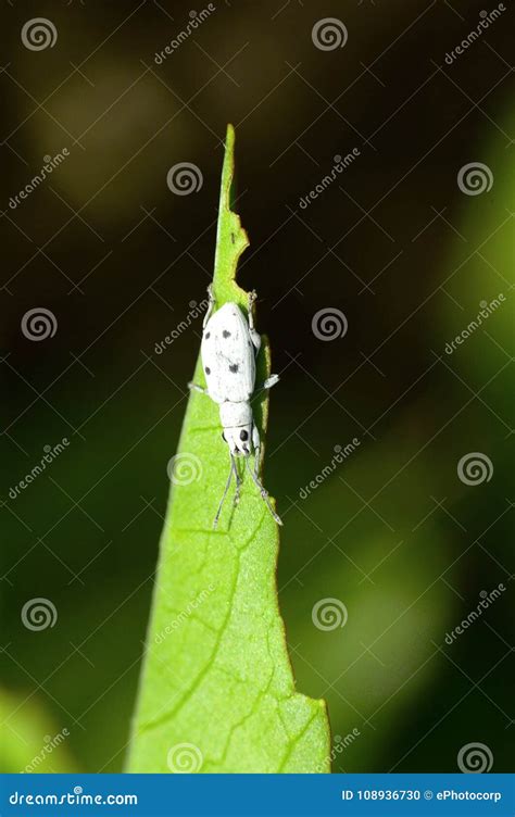 White Weevil On A Green Leaf Near Pune Stock Photo Image Of Harvest