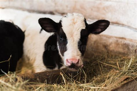 Calf on the Farm. Inside the Farm is a Cute Baby Cow. a Lot of Hay ...