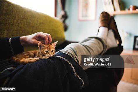 2,939 Cat Hugging Owner Stock Photos, High-Res Pictures, and Images ...