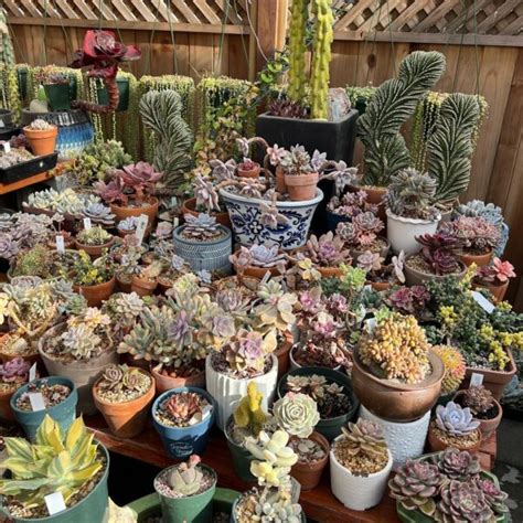 How To Grow Colorful Succulents Tips And Tricks For A Vibrant Collection