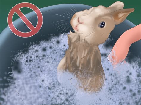 5 Ways to Care for a New Pet Rabbit - wikiHow