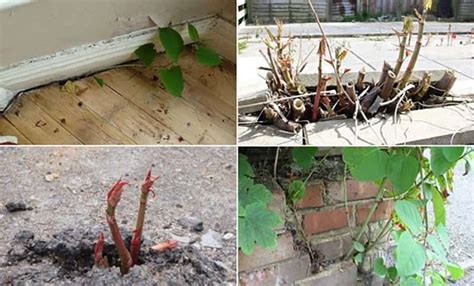 Japanese Knotweed Is Dominating Gardens This Summer Clearway