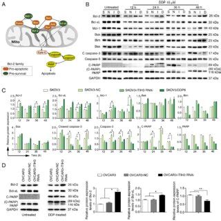 ITIH3 Promotes Bcl 2 Signaling In Vitro A Overview Of The Bcl 2