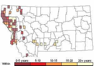 Blueweed Montana Field Guide