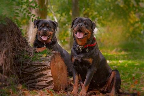 Descubre El Fascinante Origen Del Rottweiler Una Raza Con Historia