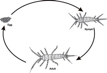 Ametabolous development in Lepisma. | Download Scientific Diagram