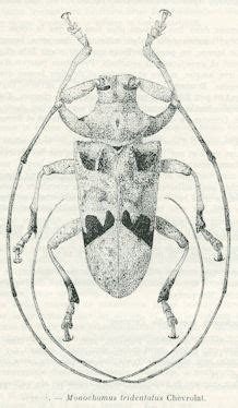 Cerambycidae Species Details