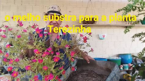 Um Timo Substrato Para Planta Terezinha Youtube