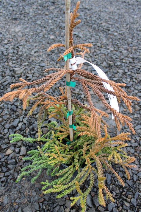 Buy Cryptomeria Japonica Spiralisspiral Japanese Cedar Conifer Kingdom