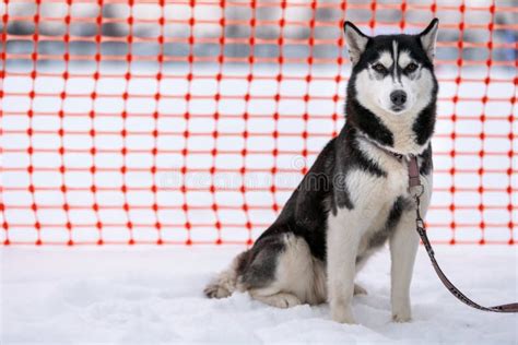 Perro Husky Con Correa Esperando Raza De Perro Cortada Fondo De La