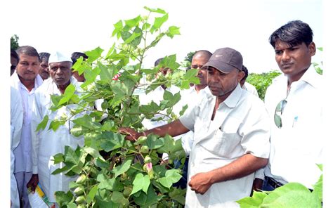 Cotton Hybrid Seeds Producer Company In India