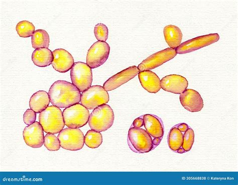 Saccharomyces Cerevisiae Yeast Budding Cell Under Microscope Royalty