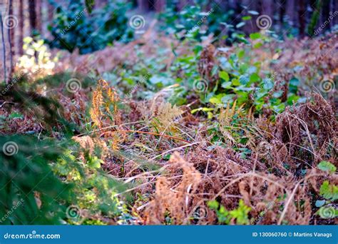 Naked Autumn Trees With Few Red Leaves Stock Photo Image Of Fair