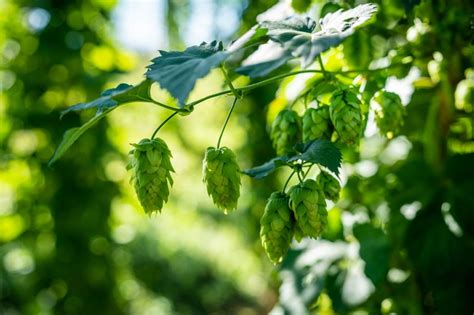 Best Fresh And Wet Hop Beers In Colorado Fall 2022