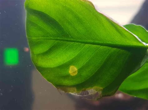 Noob Here Quick Question Is This Nitrogen Deficiency On My Anubias