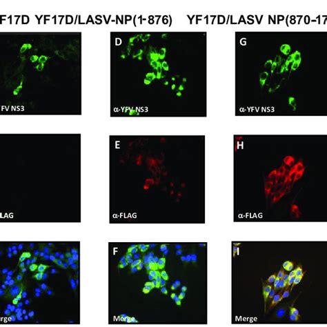 Expression Of JUNV GPC From Bi Cistronic Vector In BHK 21 Cells By