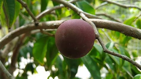 Frut Feras Produzindo Em Vaso Framboesa Moranguinho Silvestre Lichia