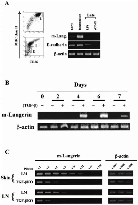 M Langerin Expression In Developing Bm Dc And Effect Of Tgf B A