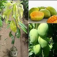 Jual Bibit Tanaman Mangga Harum Manis Hasil Dari Tanam Okulasi Shopee