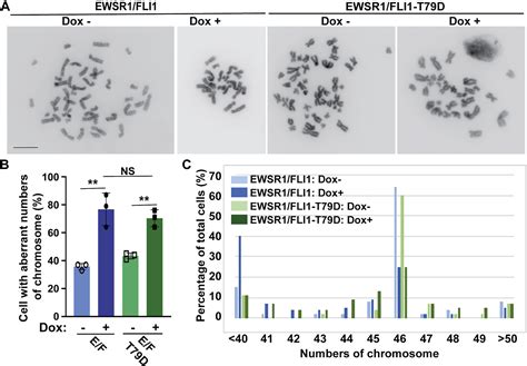 Chromosomal Localization Of Ewing Sarcoma Ewsr1fli1 Protein Promotes