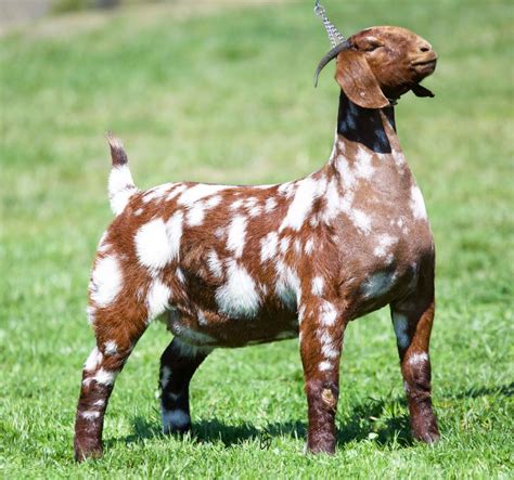 Black Spotted Peaceful Pastures Boer Goats