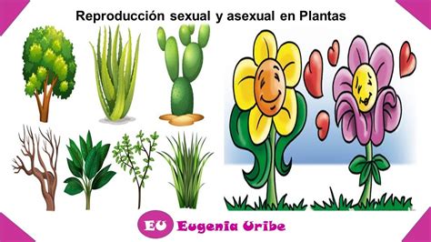 Prima Vamos Asser Que Es Reproduccion Sexual Y Asexual De Las Plantas