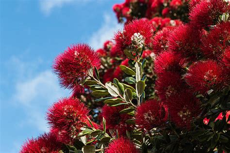 Royalty Free Pohutukawa Tree Pictures, Images and Stock Photos - iStock