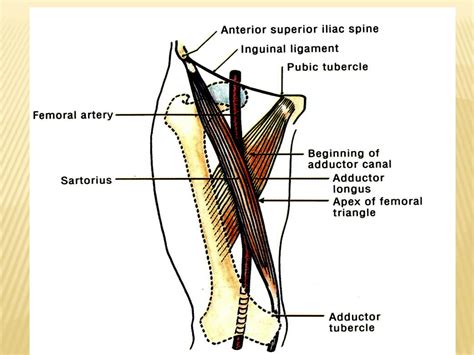 SOLUTION: Anatomy femoral triangle - Studypool