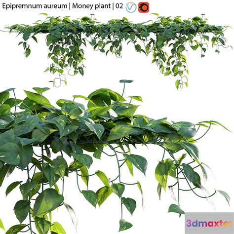 epipremnum aureum money plant   max dmaxter