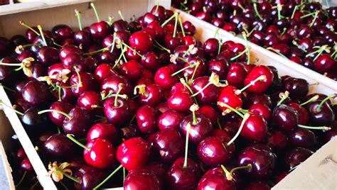 La récolte des cerises a commencé dans le Gard France Bleu