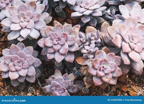 Rosetas De Graptopetalum Pentandrum Superbum En Jard N Nico Imagen